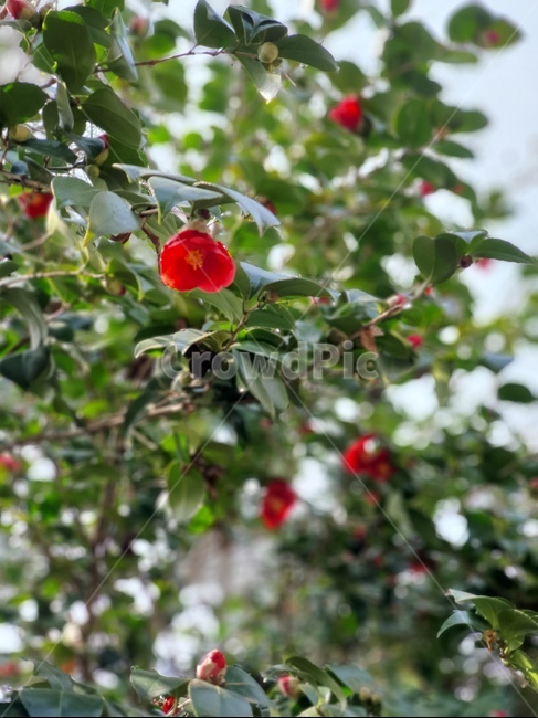 plant,식물,동백,nature,자연,나무