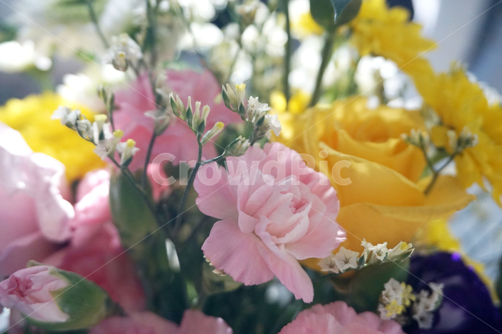 꽃,장미꽃,리본,카네이션,국화,flower,roses,ribbon,chrysanthemum,carnation,pink,yellow,안개꽃,gypsophila,꽃,flower