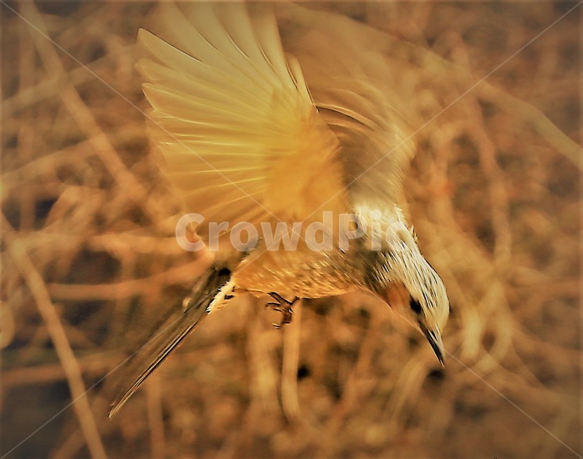 새,bird,직박구리,날개,동물,동물,animal,조류,새,birds