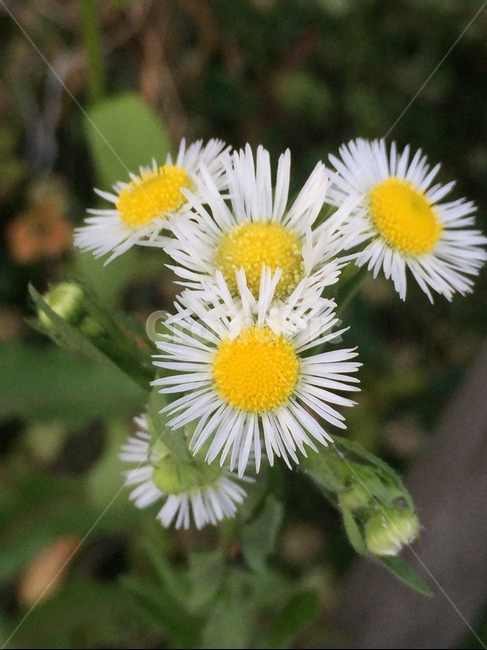 꽃,flower,개망초,erigeronannuus,계란꽃