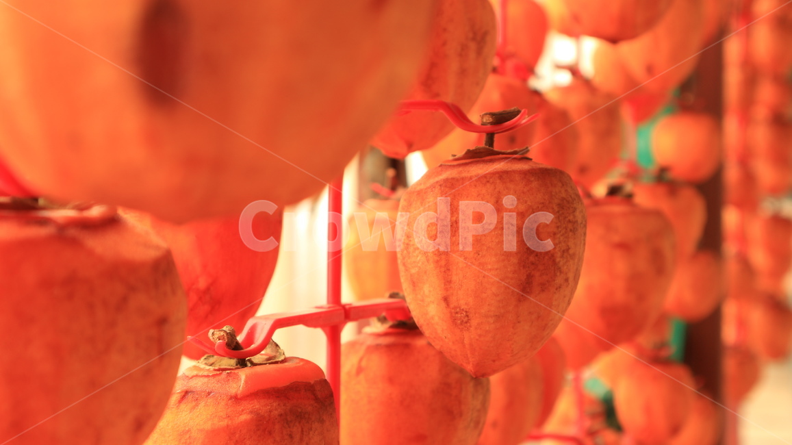 곶감,감말리기,감건조,가을,시골풍경,autumn,persimmon,fruit,음식,과일,과일,열매,fruit