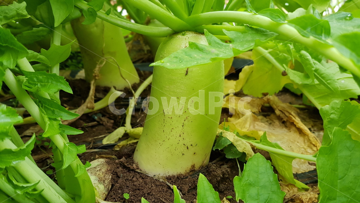 무,김장재료,음식,야채,김치재료,음식재료,채소,야채,vegetables,농업,농사,agriculture,farming,farming industry