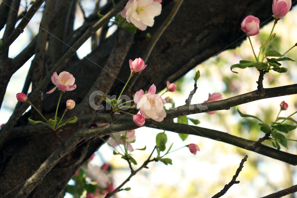 plant,blossom,flower,꽃,봄,나무,식물,melastomataceae,야모란과,도금양목