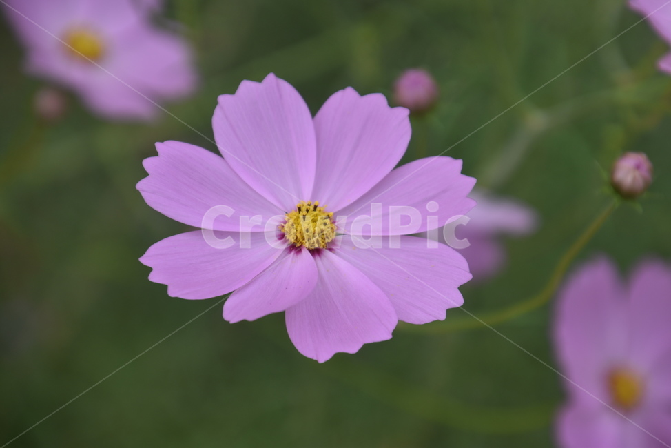 plant,식물,꽃,수목원,코스모스,식물,자연,plants,nature,꽃,flower