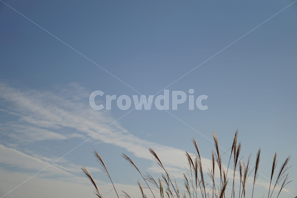 갈대,갈대밭,하늘,가을,가을하늘,구름,백그라운드,배경,자연,grass,잔디,식물,lawn,sky,background,식물,자연,plants,nature