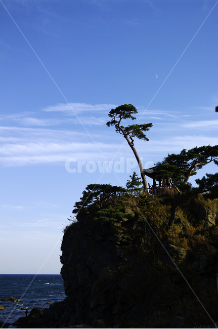 하늘,구름,소나무,나무,풍경,바다,자연,풍경,nature,landscape,한국자연풍경,한국자연경관,korea nature landscape,outdoors,옥외,land,땅,shoreline,해안선,water,물,ocean,대양,sea,coast,연안