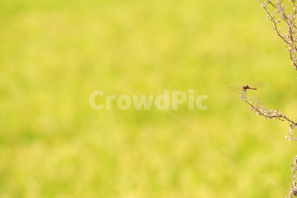 잠자리,가을,수확,dragonfly,fall,havest,곤충,벌레,insect,bug