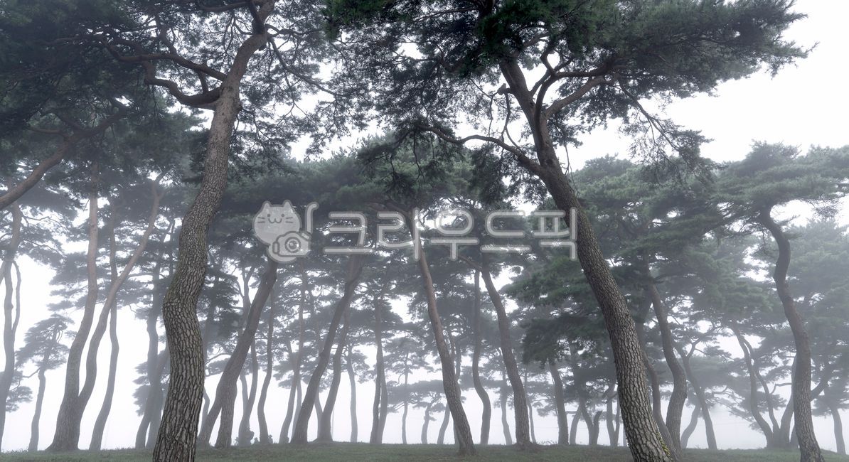 pine tree,forest,out of focus,mist,dawn fog,tree trunk,Mangchi,Boseonggun,weather,treetrunk,pine forest,Fog,nature,tree,pine needles,leaf,morning,subtle,panorama,outdoors,dawn,Pine Tree Garden,fog
