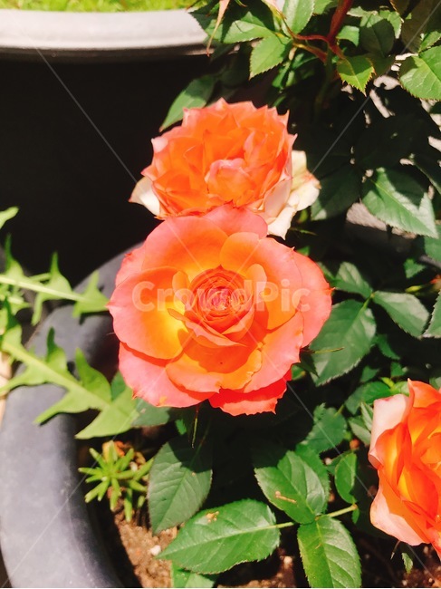 꽃,flower,rose,장미,식물,식물,자연,plants,nature,꽃,flower