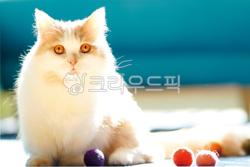 고양이,먼치킨,나폴레옹먼치킨,cat,napoleonmunchkin,kitten,cute