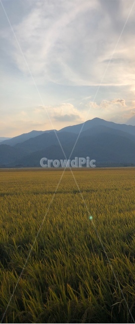 nature,자연,grassland,목초지,field,들,옥외,outdoors,자연,풍경,nature,landscape