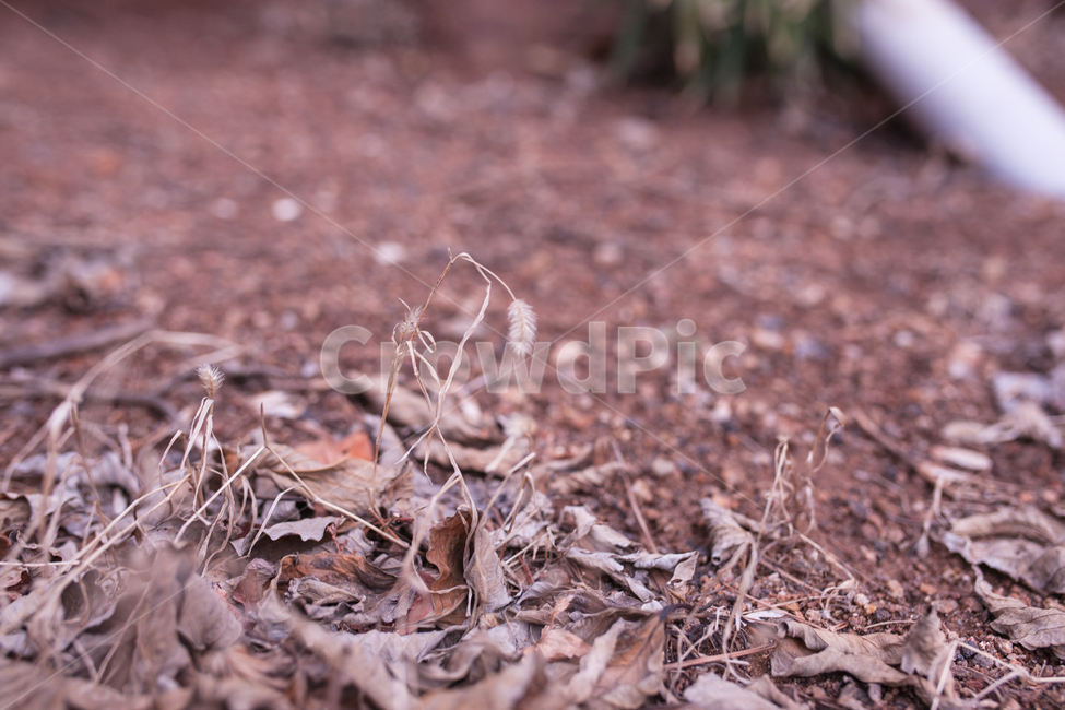 강아지풀,foxtail,식물,botanical,자연,식물,자연,plants,nature