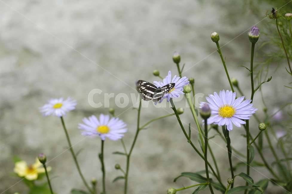 꽃,나비,들꽃,길꽃,길나비,식물,곤충,식물,자연,plants,nature,꽃,flower