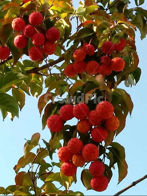 식물,열매,과일,나무,산딸나무,붉은열매,fruit,plant,과일,열매,fruit