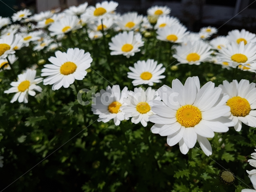 계란후라이꽃,꽃,봄,하얀꽃,풀,식물,자연,plants,nature,꽃,flower