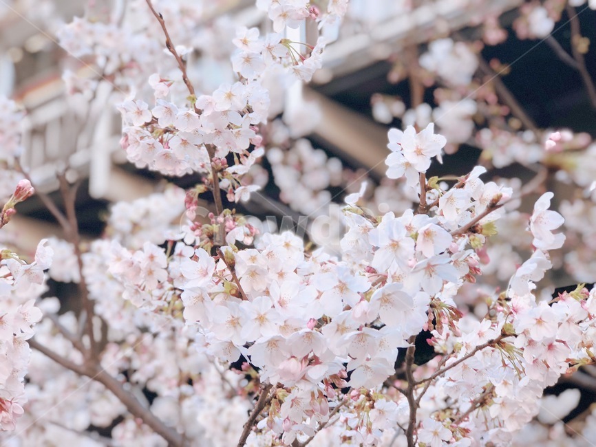 봄,꽃,벚꽃,일본,자연