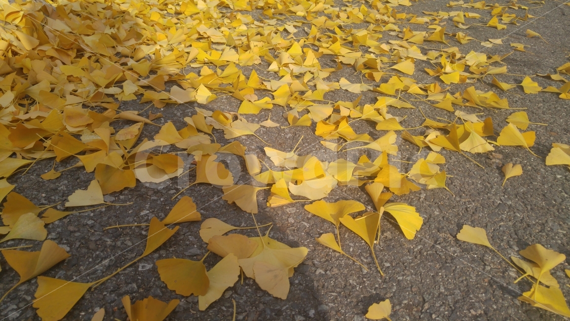 은행,은행잎,단풍,노란색,자연,가을,낙엽,계절,추억,가을,계절,fall,autumn,season,식물,자연,plants,nature,leaf,잎,plant,ground,바닥