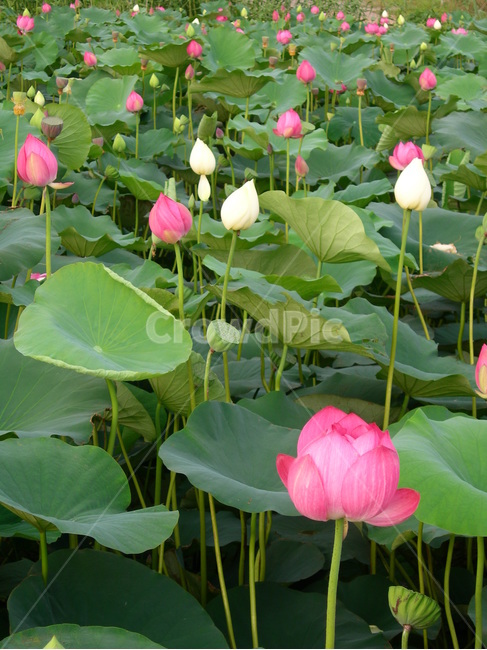 꽃,연꽃,연잎,분홍,연못,flower,lotus,pink,pond