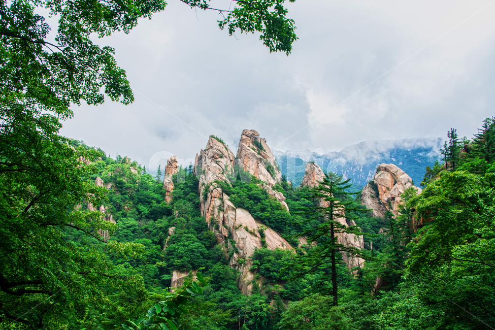 설악산,공원,국립공원,여름,tree,나무,plant,식물,자연,풍경,nature,landscape