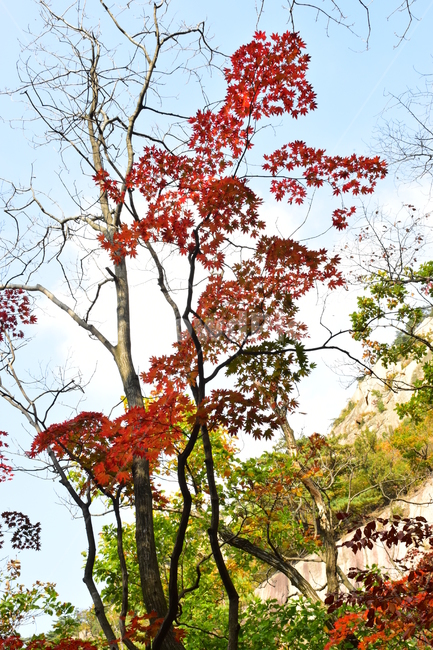 가을,단풍,자연,풍경,북한산,잎,단풍잎,붉은,나무,계절,계곡,숲,힐링,plant,fall,autumn,season,forestnature,landscape,한국자연풍경,한국자연경관,korea,tree,maple,leaf,가을,계절,fall,autumn,season,자연,풍경,nature,landscape,식물,plants,나무,trees,wood