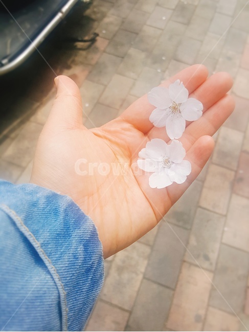 벚꽃,봄,봄날,봄향기,꽃잎