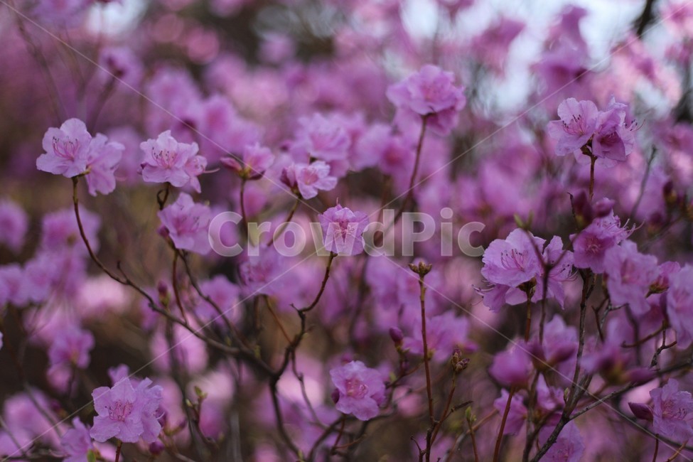 꽃,식물,자연,flower,접사