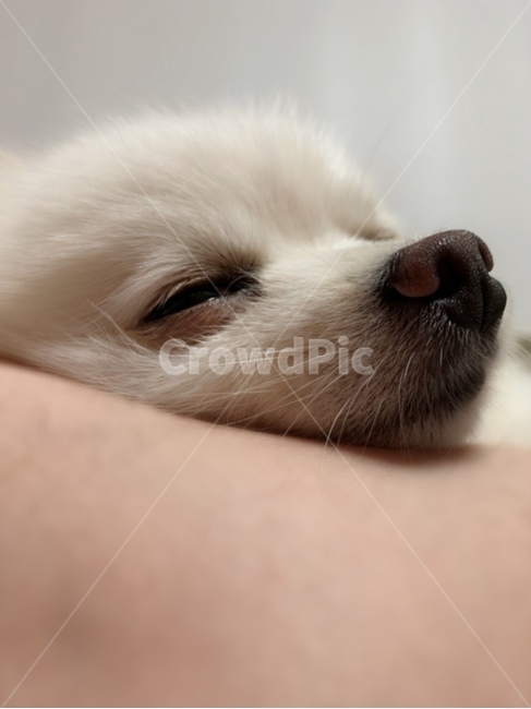 포메라니안,졸음,강아지,동물,졸린강아지,강아지코,개코,puppy,댕댕이,반려동물