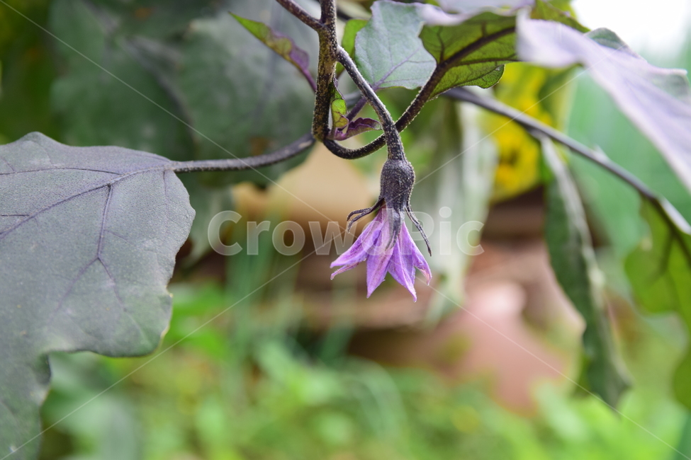 가지,가지꽃,꽃,가지나무,가지잎,잎,보라꽃,보라색꽃,채소,야채,식물,vegetable,eggplant,plants,flower,식물,자연,plants,nature,꽃,flower