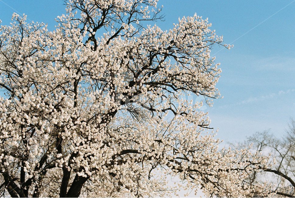 봄,벚꽃,필름카메라,하늘,맑은하늘,하늘색,fm2,봄,계절,spring,season,식물,자연,plants,nature,꽃,flower,plant
