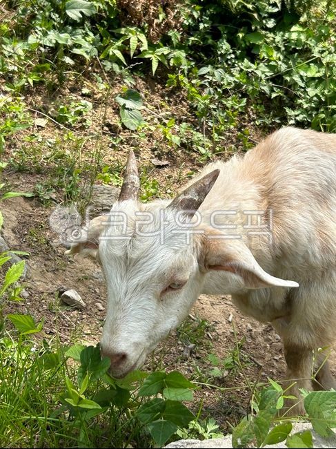 livestock, 가축, animal, 동물, goat, 사진,이미지,일러스트,캘리그라피 - 아지랑이작가