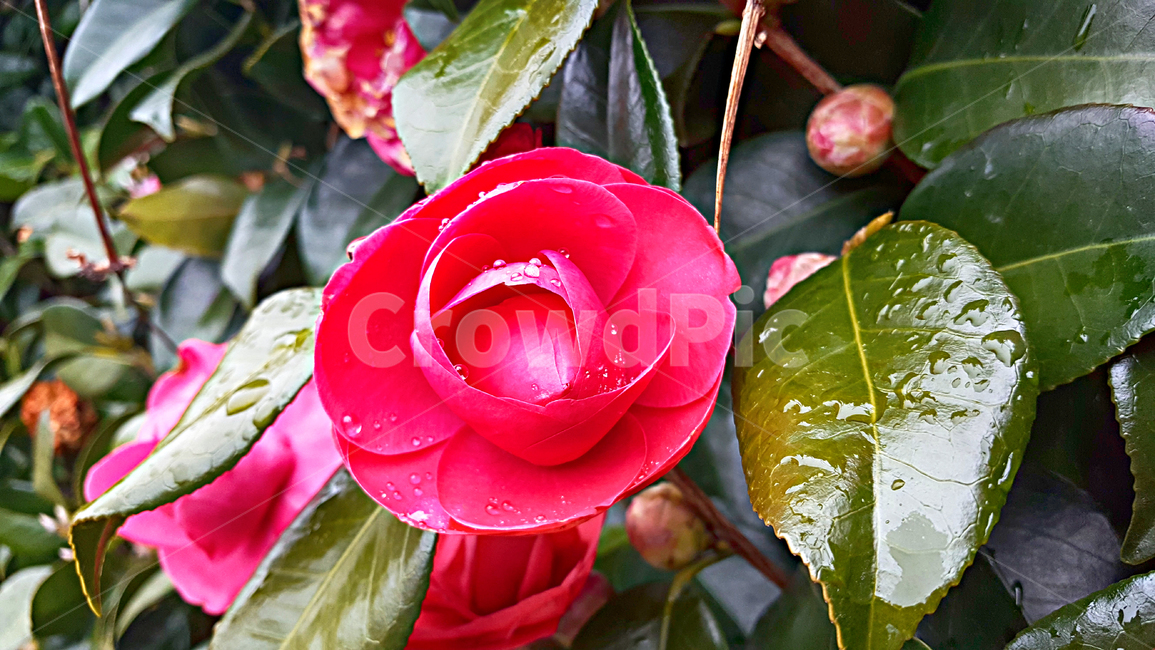 동백꽃,동백,꽃망울,꽃,flower,plant,식물,leaf,잎