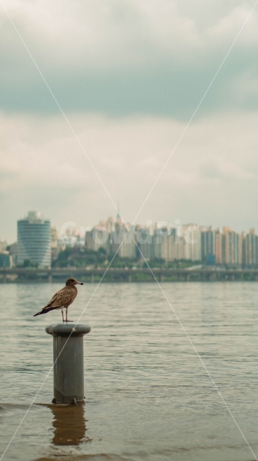 새,감성,한강,서울,풍경,자연,동물,animal,조류,새,birds,감성,sensible,feeling