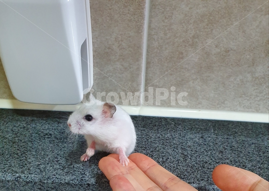 햄스텨,손,동물,손주는동물,귀여운