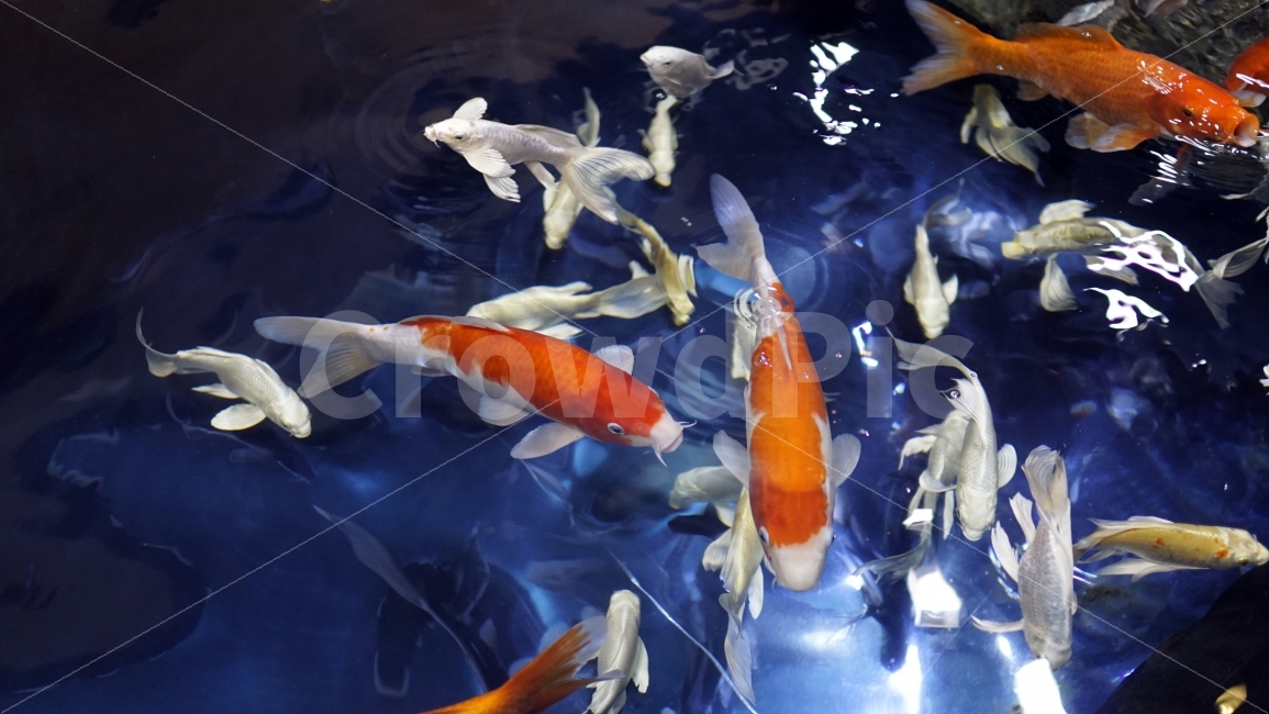 물고기,잉어,열대어,붕어,생선,어류,수족관,낙시,fish,어항,금붕어,수산,해양,바다,생물,동물,물속,바다속,바닷속,animal,수중,생명,자연,nature,물결,동물,animal,어류,물고기,fish