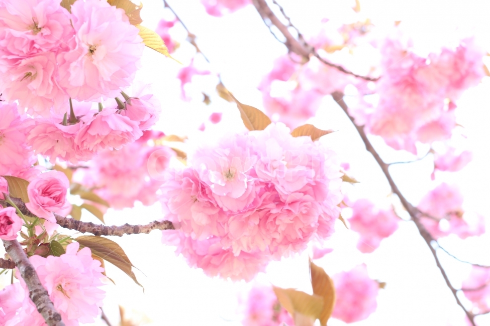 봄,봄꽃,겹벚꽃,왕벚꽃,벚꽃나무,벚꽃,꽃,flower,자연,식물,봄,계절,spring,season,식물,자연,plants,nature,꽃,flower,plant,blossom