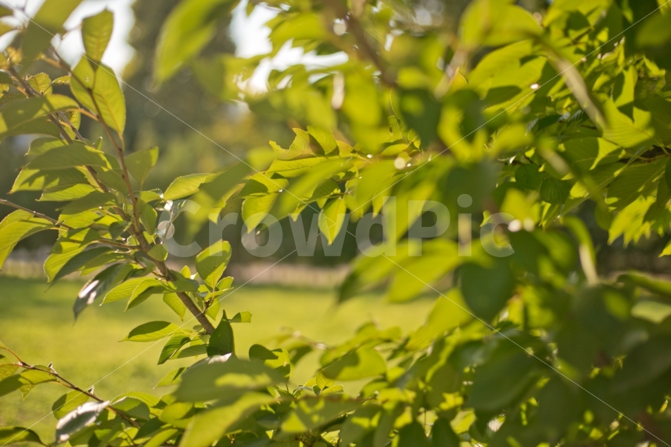 풀,식물,풍경,공원,자연,녹색,식물,자연,plants,nature,휴식,힐링,rest,relaxation,healing