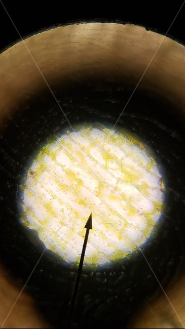 양파,양파세포,세포,현미경,microscopes,과학,cell,양파표피관찰,onion,식믈세포,nucleus,cellwall