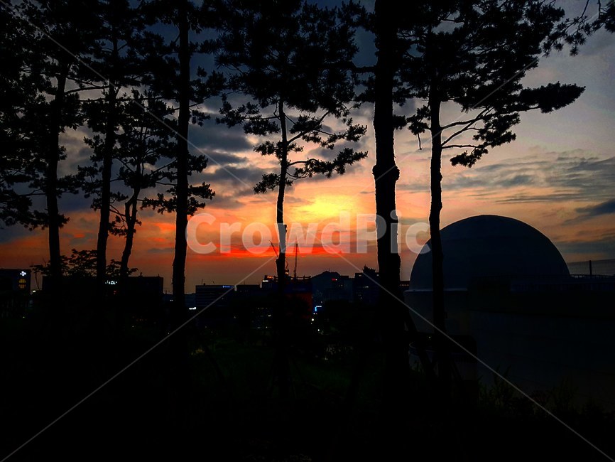 서울,남산,나무,하늘,일몰,노을,구름