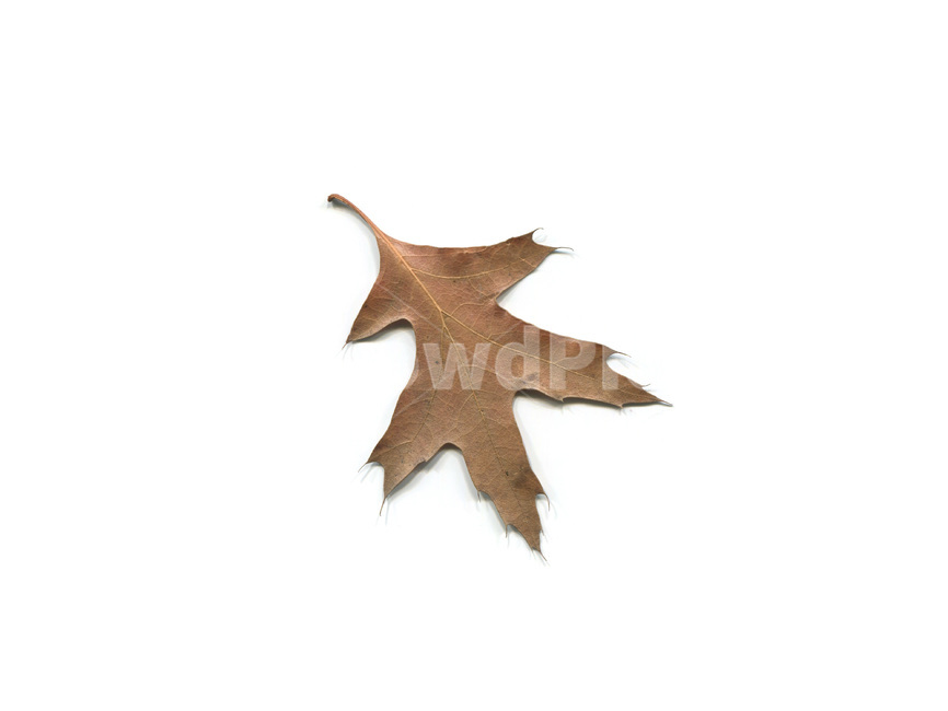 단풍,단풍잎,나뭇잎,가을,잎,낙엽,식물,autumn,leaf,leaves,maple,fall,plant,가을,계절,fall,autumn,season