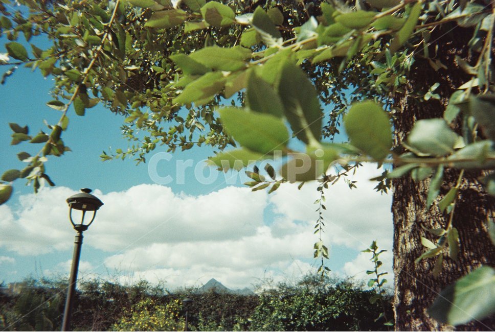 나무,하늘,구름,맑은날,풍경,가로등,tree,나뭇가지,green,sky,여름,summer,햇살,sun,sunlight,나뭇잎,leaf,leaves,이파리,streetlamp,skyblue,sunny