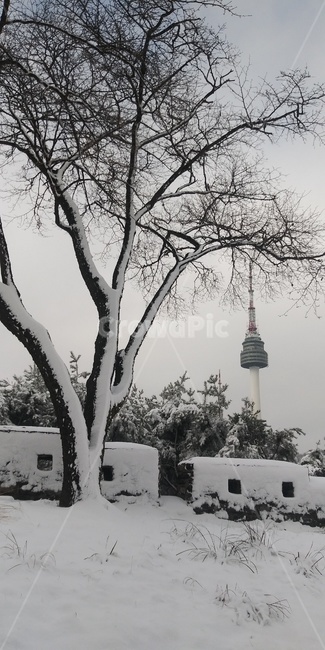 남산,남산타워,눈,눈길,나무