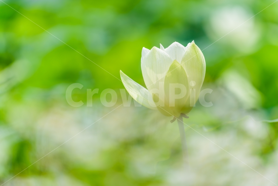 백련,연꽃,아련한,여름,청운사,하얀꽃,녹색,하얀색,백그라운드,깨끗한,lotus,summer,white,green,bacground,순수한,pure,식물,자연,plants,nature,꽃,flower,감성,sensible,feeling