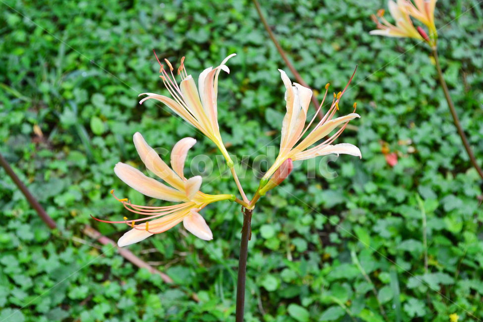 꽃,자연,식물,허니써클,honeysuckle,flower,식물,자연,plants,nature,꽃,flower