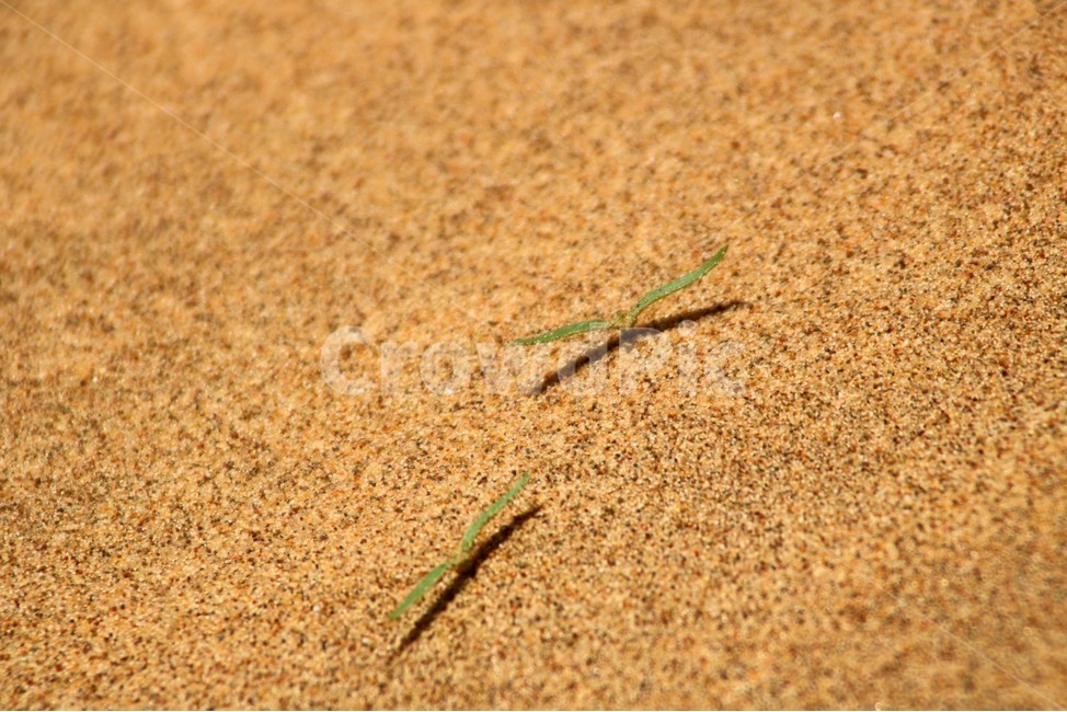 새싹,식물,사막,모래,생명,잎파리,식물,자연,plants,nature