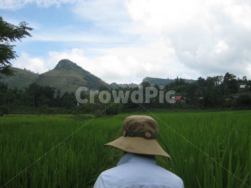동남아,field,들,outdoors,옥외,nature,자연,paddyfield,패디필드,countryside,지방,시골,농촌,green,초록