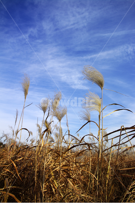 억새,자연,nature,식물,plant,하늘,구름,식물,자연,plants,nature
