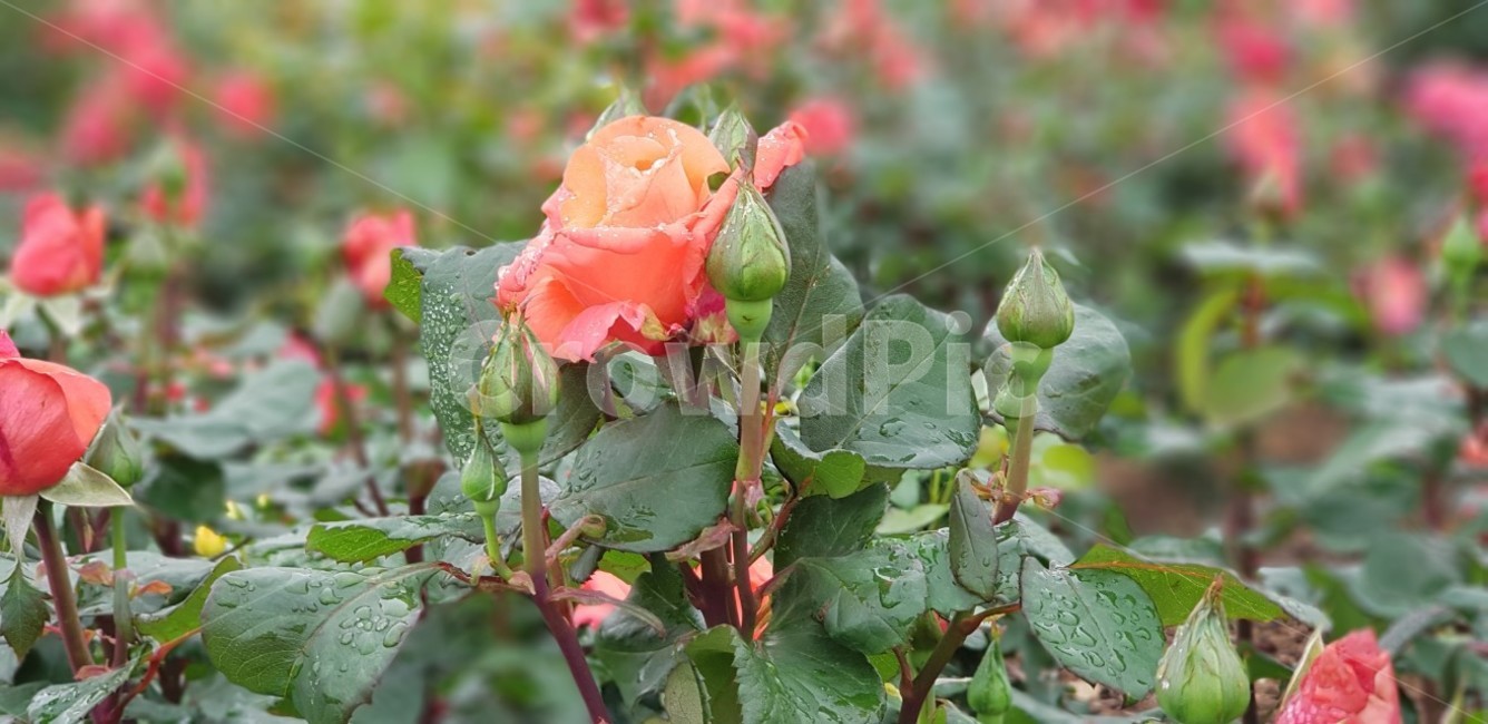장미,꽃,rose,식물,자연,5월,그린,flower,장미꽃,nature,분홍장미,식물,자연,plants,nature,꽃,flower