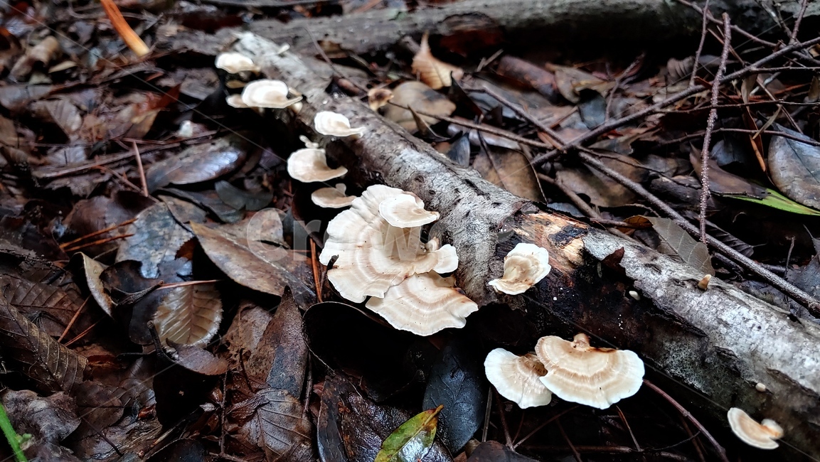 버섯,야생버섯,독버섯,afieldmushroom,setas,버섯,mushroom