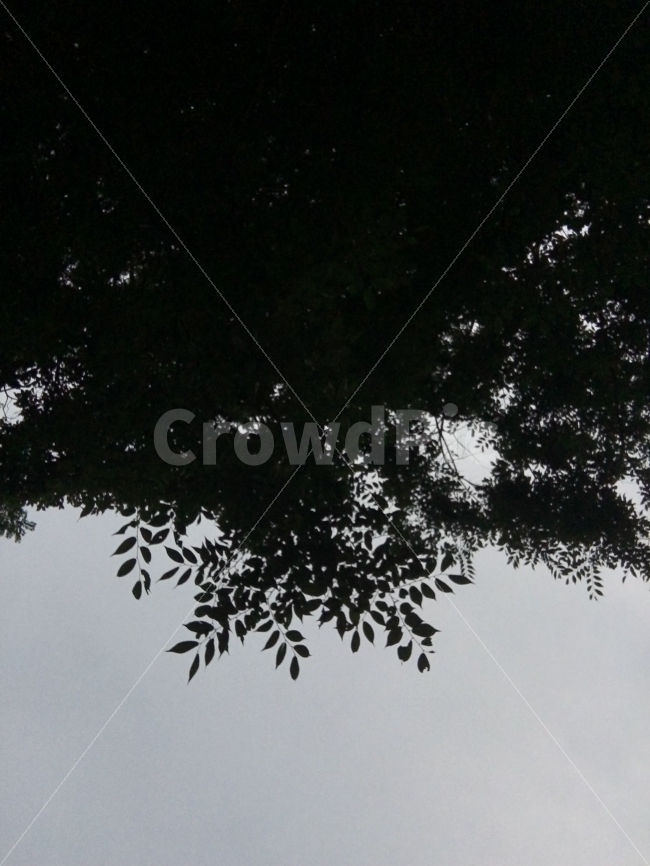 풀,자연,역광,나무,캘리그라피,배경,하늘,감성,느낌,나뭇잎,자연,풍경,nature,landscape,silhouette,실루엣