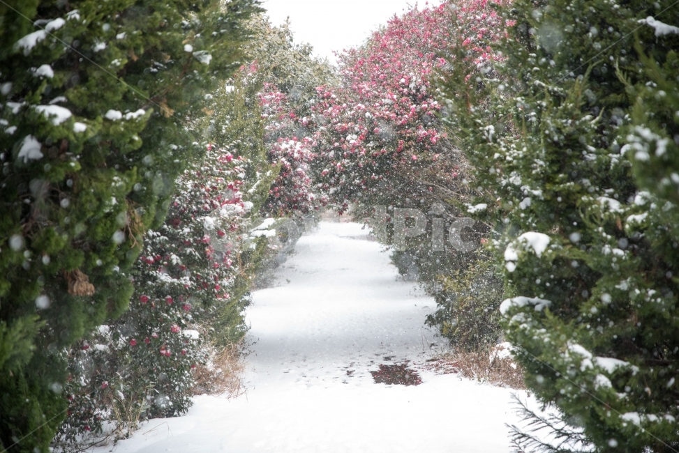 겨울풍경,동백,동백꽃,꽃사진,풍경사진,겨울,계절,winter,season,식물,자연,plants,nature
